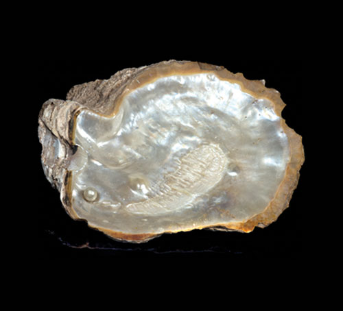 镶嵌两颗上等珍珠的牡蛎壳